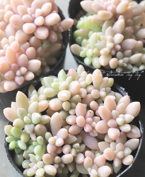 ��¿����ʪ�ۡ���ɱ���� -�ҥ᥷�奦�쥤-�١�����ץȥڥ����°