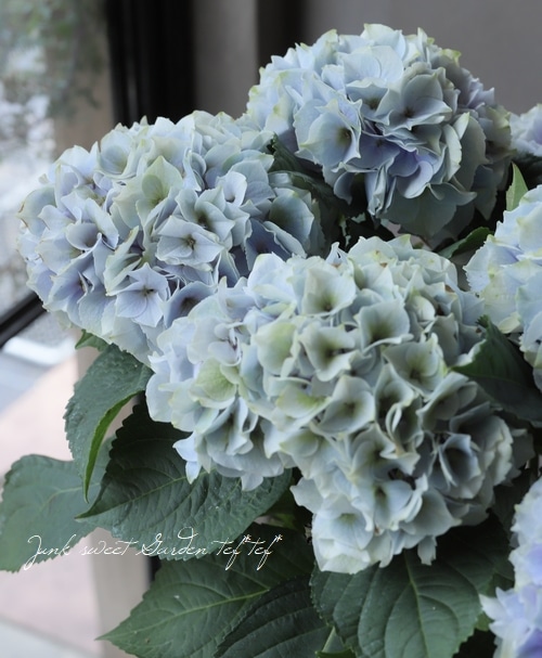 紫陽花 『シルクサファイア』 | Flower Species,アジサイ | | Junk