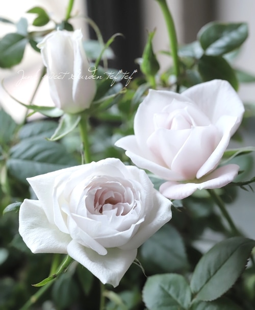 ���¥������ο��ʼ�ߥ˥Х� �إ����ࡼ��١�����