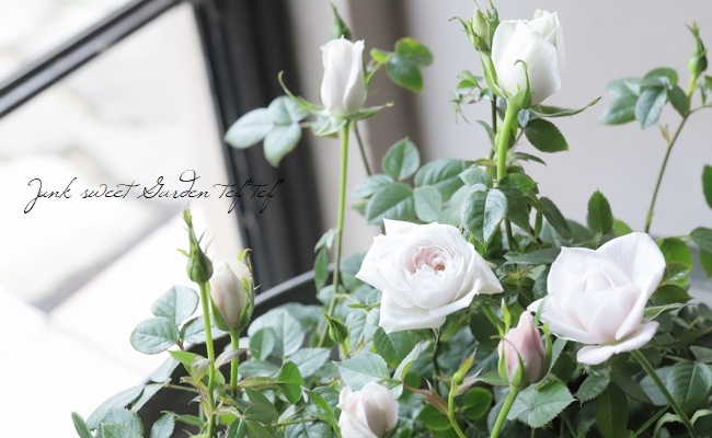 ���¥������ο��ʼ�ߥ˥Х� �إ����ࡼ��١�����