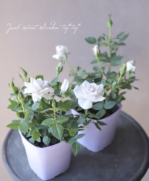 【新鮮収穫】ミニバラさま　150個 新鮮収穫】ミニバラさま 150個 新鮮収穫】ミニバラさま 150個 楽天市場