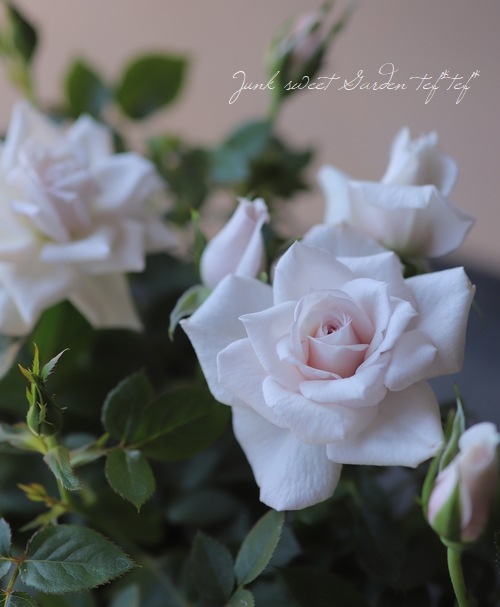 ���¥������ο��ʼ�ߥ˥Х� �إ����ࡼ��١�����