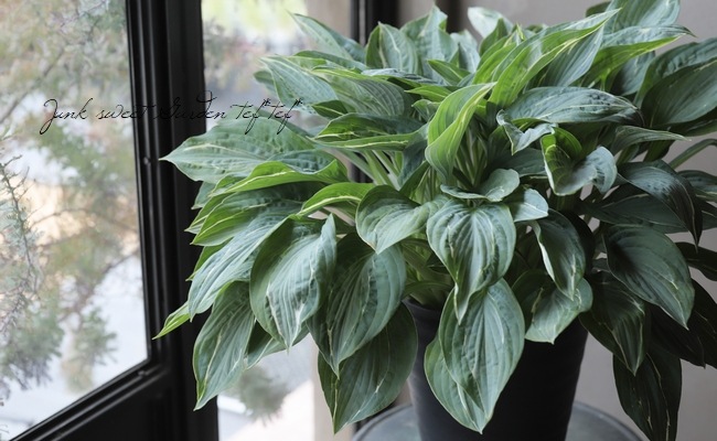 ���ܥ��� �إ������ե���ƥ��� ��A��