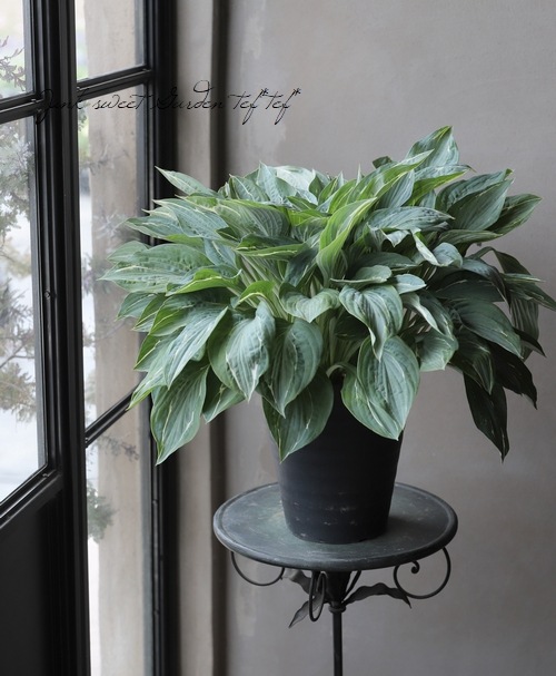 ���ܥ��� �إ������ե���ƥ��� ��A��