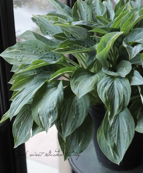 ���ܥ��� �إ������ե���ƥ��� ��A��