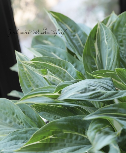 ���ܥ��� �إ������ե���ƥ��� ��A��