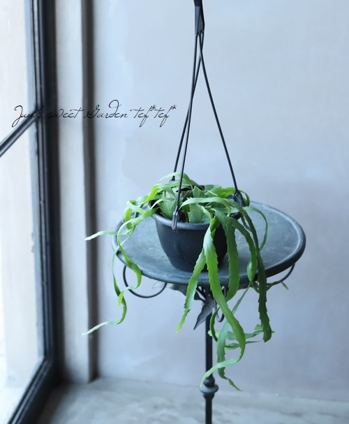 �ڴ��տ�ʪ�ۥ�ץ��ꥹ �إɥ饴���