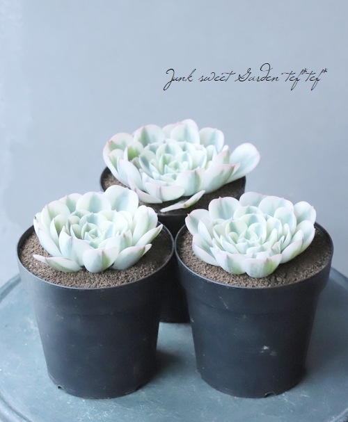 ¿ʪ إΡǥ١٥ꥢ°