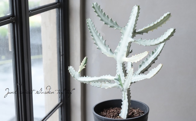 ユーフォルビア 『ホワイトゴースト』 特大株！室内で育てられる