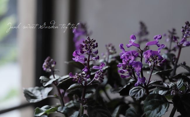 プレクトランサス・マジックモナ 『パープル』 | すべての商品