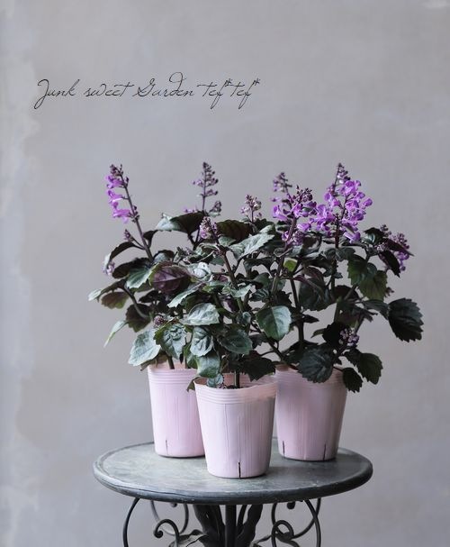 モナ　パープルXS プレクトランサス・マジックモナ 『パープル』 | すべての商品