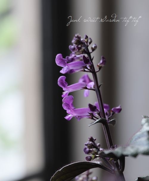 モナ　パープルXS プレクトランサス・マジックモナ 『パープル』 | すべての商品