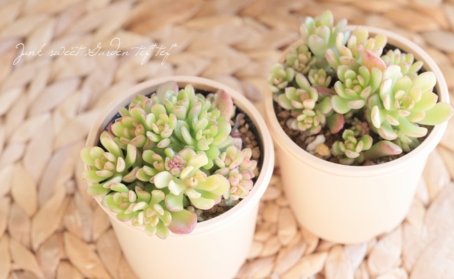 多肉植物】 『ジョイスタロック』 セダム属 いとうぐりーん | すべての