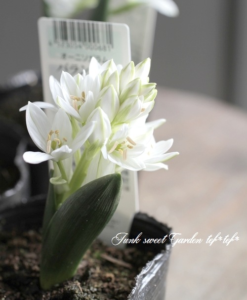 オーニソガラム バランサエ 植えっぱなしでok 球根 すべての商品 Junk Sweet Garden Tef Tef