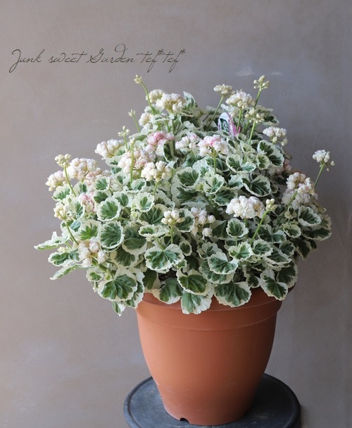 斑入りゼラニウム・アップルブロッサム 『ホワイトウェディング』 特大