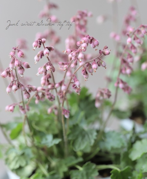 �ҥ塼����  �إץ륱��� �˾�������ѥ��ȡ�