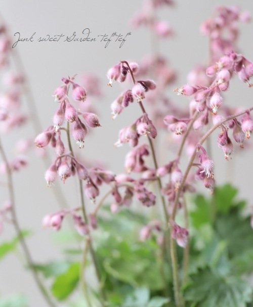 �ҥ塼����  �إץ륱��� �˾�������ѥ��ȡ�