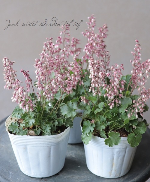 ヒューケラ 『プルケラ』 極小！コンパクト！ | すべての商品 | | Junk