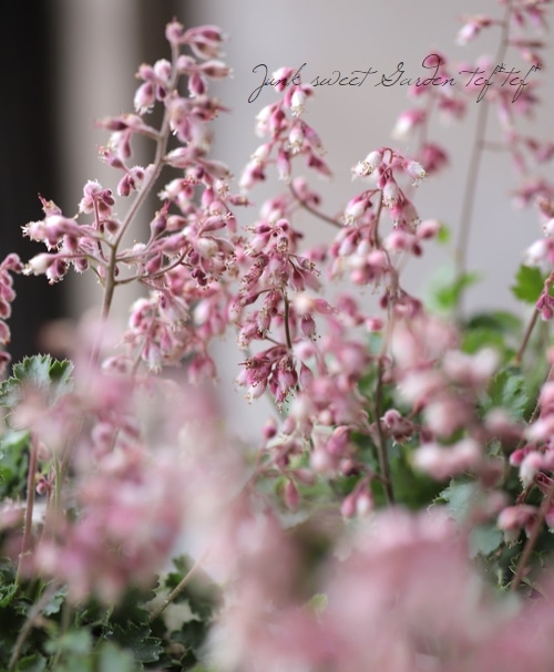 ヒューケラ 『プルケラ』 極小！コンパクト！ | すべての商品 | | Junk