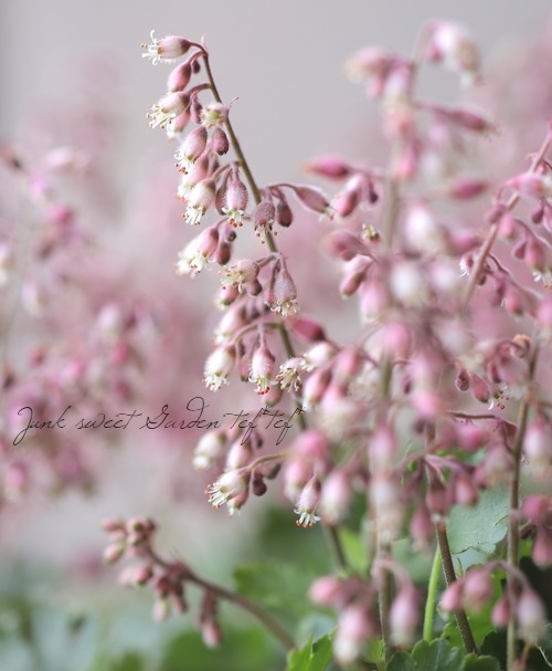 �ҥ塼����  �إץ륱��� �˾�������ѥ��ȡ�