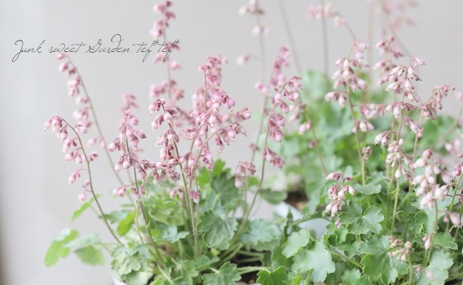 �ҥ塼����  �إץ륱��� �˾�������ѥ��ȡ�