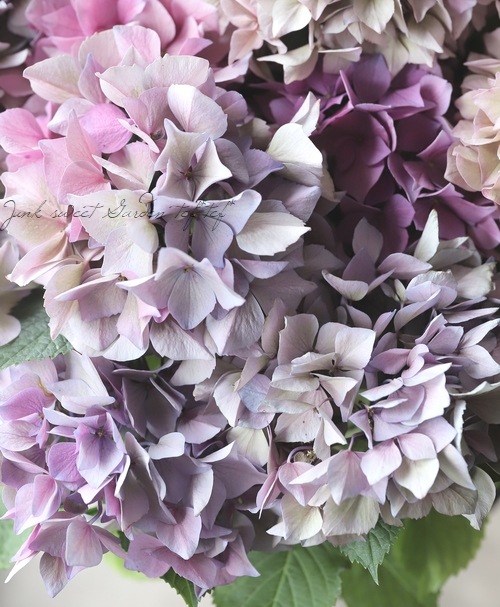 秋色紫陽花品種 『パープルスプレンダー』 【秋色～花後】 ピンク