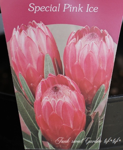 ステファニーコーム ロイヤルピンクプティ6A Royal Pink Petit