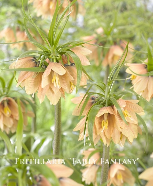 ڵ庬 μХꡦեꥢ إ꡼ե󥿥