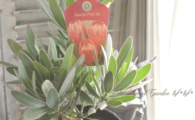 プロテア 『スペシャルピンクアイス』 オーストラリアンプランツ B