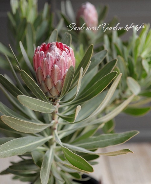 プロテア 『スペシャルピンクアイス』 オーストラリアンプランツ