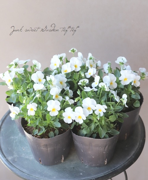 ◇ビオラ・フローラルパワー 『ホワイト』 | すべての商品 | | Junk