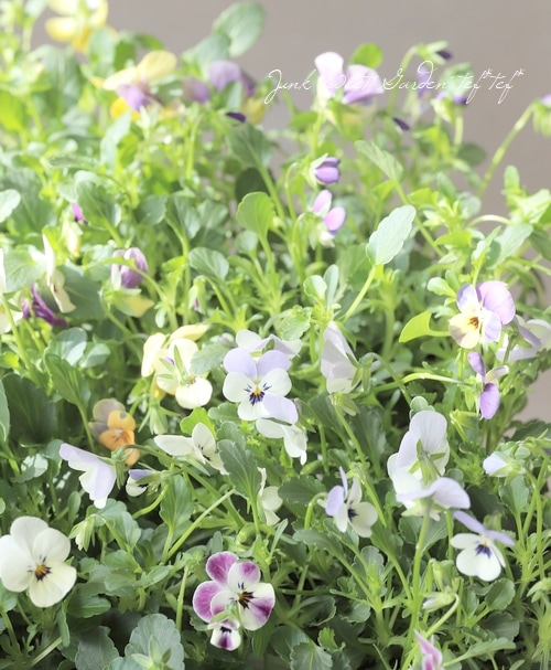 ○ROKA HEARTS 育種ビオラ 『ビオレッタルーキーズ』 | すべての商品