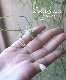 �ڴ��տ�ʪ�ۥ�ץ��ꥹ���إ����å��١�