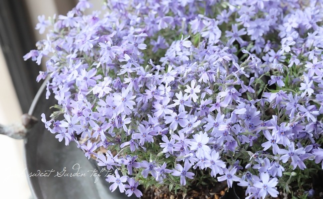 モス・フロックス 『オーキントンブルーアイ』 芝桜 | すべての