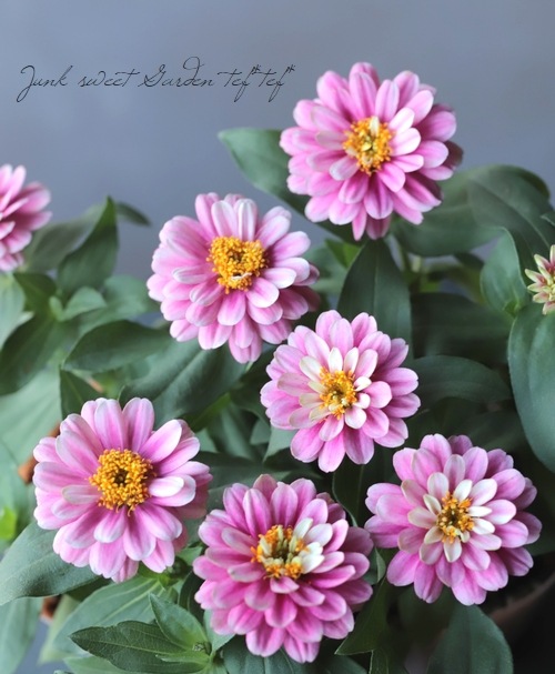 八重咲き！ジニア・ダブルザハラ 『ラズベリーリップル』 | すべての