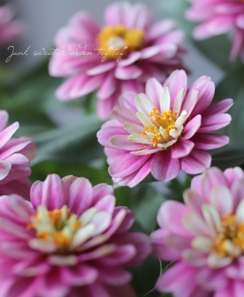 八重咲き！ジニア・ダブルザハラ 『ラズベリーリップル』 | すべての