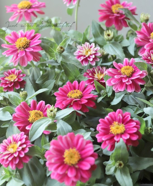 Ȭ�ź餭�����˥������֥륶�ϥ顡�إ饺�٥꡼��åץ��