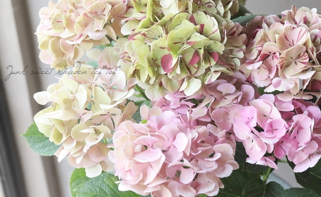 アンティーク紫陽花 『旭の舞姫』 グリーン | すべての商品 | | Junk