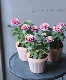 Ȭ�ź餭�����˥������֥륶�ϥ顡�إ饺�٥꡼��åץ��