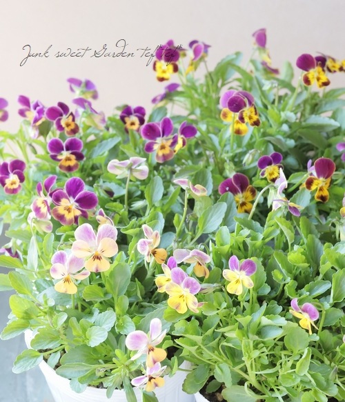 ○ROKA HEARTS 育種ビオラ 『ビオレッタルーキーズ』 【D】 | すべての