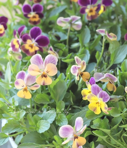 ○ROKA HEARTS 育種ビオラ 『ビオレッタルーキーズ』 【D】 | すべての