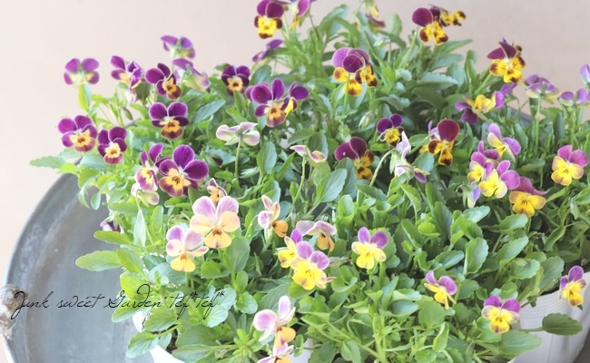 ○ROKA HEARTS 育種ビオラ 『ビオレッタルーキーズ』 【D】 | すべての