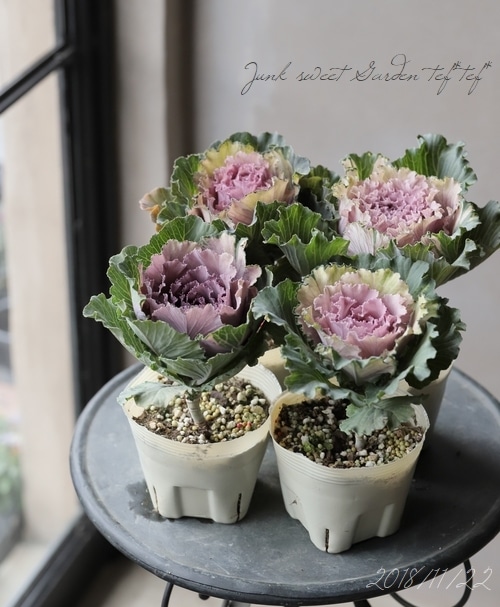 商品一覧｜ガーデニング雑貨と花苗のセレクトショップ～風散歩～ 現品