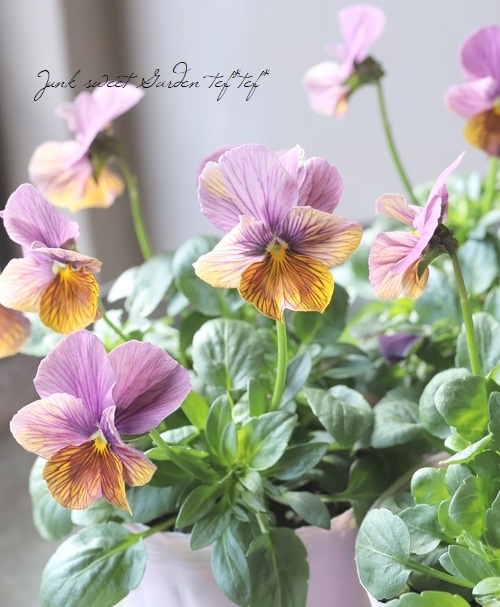 天然石お花 ○石村あさみさん育種・A-STORYビオラ 『流星シリーズ 』 ピンク