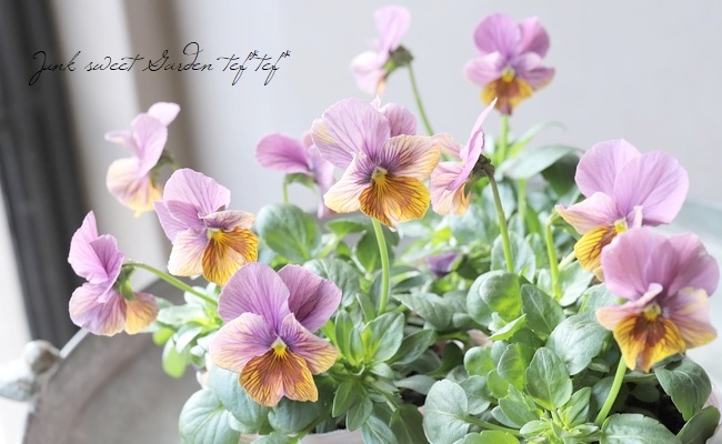 ○石村あさみさん育種・A-STORYビオラ 『流星シリーズ 』 ピンク