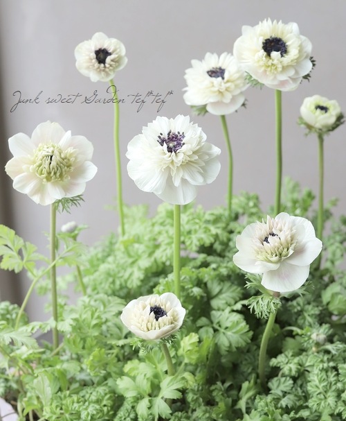 新品　カナダ産　アネモネ イチリンソウ　5株位　秋まで次々咲きます 新品 カナダ産 アネモネ イチリンソウ 5株位 秋まで次々咲きます