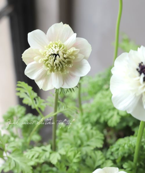 2年物！PREMIUM】 八重咲きアネモネ 『アンアリス』 【ホワイト系