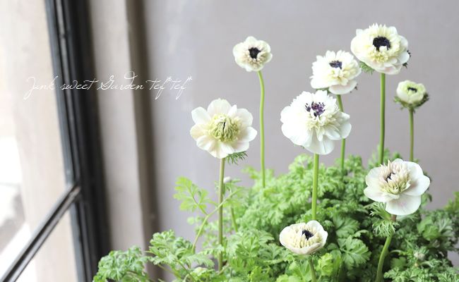 2年物！PREMIUM】 八重咲きアネモネ 『アンアリス』 【ホワイト系