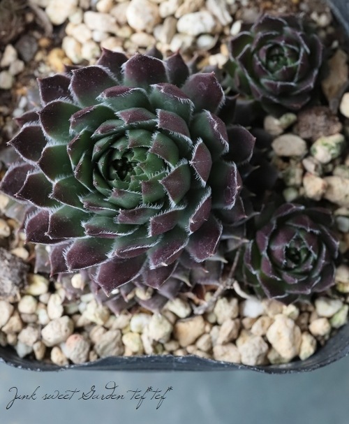 多肉植物】センペルビウム 『ブラックミニ』 | Leaf Species,多肉植物