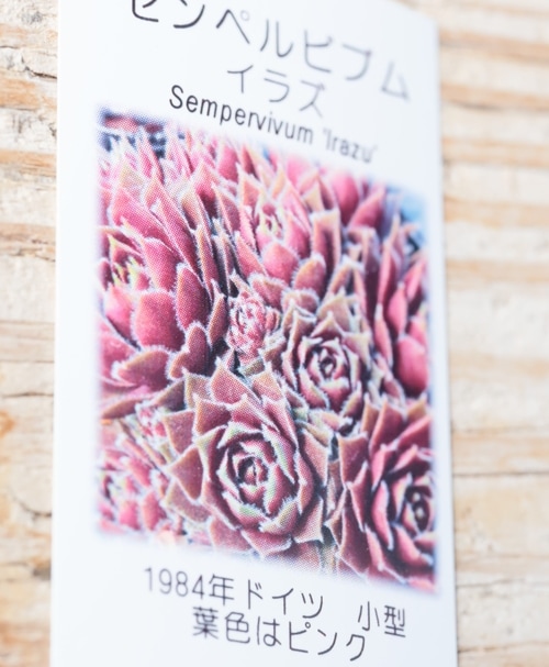 多肉植物】センペルビウム『イラズ』 | Leaf Species,多肉植物